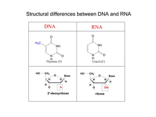 Structural differences between DNA and RNA

         DNA                               RNA
               O                           O

   H3C
                   NH                           NH


           N        O                      N        O
           H                               H
         Thymine (T)                       Uracil (U)


   HO    CH2                      HO   CH2
                   O       Base                  O          Base
             H         H                   H            H
                           H                                H
         H                             H
             O         H                   O         OH

             2'-deoxyribose                    ribose
 