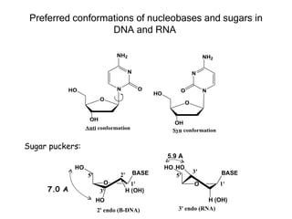 Preferred conformations of nucleobases and sugars in
                   DNA and RNA

                               NH2                                     NH2

                                      N                           N


             HO                 N          O              O            N
                                                 HO
                          O
                                                              O


                    OH
                                                         OH
                   Anti conformation                    Syn conformation


Sugar puckers:
                                                      5.9 A
              HO                                      HO HO
                                          BASE                    3'         BASE
                    5'           2'                      5'
                           O            1'                        O          1'
     7.0 A                3'          H (OH)
                         HO                                          H (OH)
                         2' endo (B-DNA)                  3' endo (RNA)
 