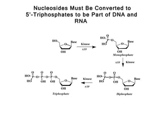 Nucleosides Must Be Converted to
5’-Triphosphates to be Part of DNA and
                 RNA

                                               O
                                            HO
           HO                                   P O              Base
                          Base
                   O             Kinase      HO             O
                                 ATP
                 OH                                    OH
                                                  Monophosphate

                                                      ATP       Kinase


   O   O   O                                  O   O
HO P O P O P O                             HO P O P O
                          Base    Kinase                                Base
 HO    OH OH       O                        HO    OH             O
                                   ATP
                 OH                                             OH
           Triphosphate                               Diphosphate
 