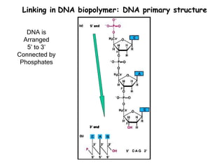 Linking in DNA biopolymer: DNA primary structure

   DNA is
  Arranged
   5’ to 3’
Connected by
 Phosphates
 