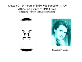 Watson-Crick model of DNA was based on X-ray
       diffraction picture of DNA fibres
        (Rosalind Franklin and Maurice Wilkins)




                                           Rosalind Franklin
 
