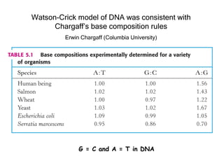 Watson-Crick model of DNA was consistent with
      Chargaff’s base composition rules
         Erwin Chargaff (Columbia University)




              G = C and A = T in DNA
 