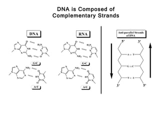 DNA is Composed of
                                             Complementary Strands


                                                                                             Anti-parallel Strands
                     DNA                                            RNA                            of DNA

        N
                O
                                                       N
                                                               O                                 5'            3'
                             H 2N                                           H 2N
    N               NH                             N               NH
                                 N                                              N
            N                            N                 N                            N             A :: T
                    NH 2         O                                 NH 2         O

                           G•C                                            G•C
        N                                              N                                              G :::C
                NH 2                                           NH 2
N                            O                                              O
                                               N
                N                                              N
                            HN                                             HN                         T :: A
        N                                              N
                                     N                                              N
                             O                                              O
                           A•T                                            A•U               3'                      5'
 