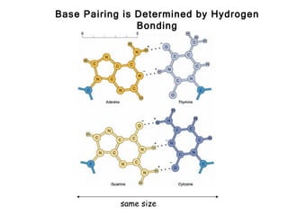 Base Pairing is Determined by Hydrogen
                Bonding




            same size
 