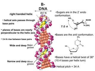 B-
                                   DNA
                                   23.7 A    •Sugars are in the 2’ endo
        right handed helix
                                            conformation.
                                                          HO
 • helical axis passes through                                 5'            2'     BASE

 base pairs                                                          O              1'
                                                                    3'            H (OH)
                                                 7.0 A
                                                                    HO
• planes of bases are nearly
perpendicular to the helix axis.
                                            •Bases are the anti conformation.
                                                                     NH2
• 3.4 A rise between base pairs
                                                                         N


        Wide and deep                                HO              N       O
                                                                O


                                                           OH

                                            •Bases have a helical twist of 36º
      Narrow and deep                       (10.4 bases per helix turn)

                                            • Helical pitch = 34 A
 