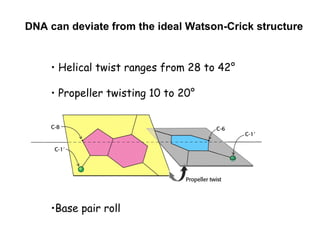 DNA can deviate from the ideal Watson-Crick structure


    • Helical twist ranges from 28 to 42°

    • Propeller twisting 10 to 20°




    •Base pair roll
 