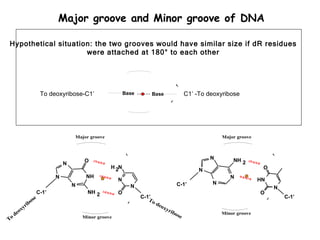 Major groove and Minor groove of DNA

Hypothetical situation: the two grooves would have similar size if dR residues
                     were attached at 180° to each other




                    To deoxyribose-C1’                    Base       Base                   C1’ -To deoxyribose




                                   Major groove                                                          Major groove



                                                                                                     N       NH 2
                                       O
                               N
                                                  H 2N                                                                   O
                                                                                                 N
                           N            NH                                                                  N
                                                      N                                                                 HN
                                   N                                                  C-1’           N
                                                            N                                                                N
                    C-1’                 NH 2         O                                                                 O
                   e                                             C-1’                                                            C-1’
                 os                                                 To
              rib                                                      d   eox
         xy                                                                   yri
     deo                                                                            bo
                                                                                       se                Minor groove
To
                                       Minor groove
 