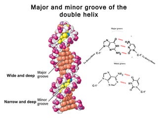 Major and minor groove of the
                    double helix

                                                                       Major groove




                                                               N          O
                                                                                      H2N
                                                           N               NH
                                                                                        N
                                                                   N                            N
                                                  e C-1’                    NH2         O
                                               os                                                   C-1’T
                                        y   rib                                                             od
                                                                                                                 eox
                                      ox                                                                            yri
                                 de                                                                                     bo
                            To                                           Minor groove                                     se



                                                               N              NH 2
 Wide and deep                                                                              O
                                                           N
                                                                            N
                                                                                        HN
                                             C-1’                  N
                                                                                                    N
                                                                                            O
                                                                                                        C-1’


Narrow and deep
 