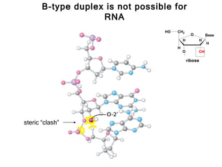 B-type duplex is not possible for
                    RNA
                                   HO   CH2
                                                  O          Base
                                            H            H
                                                             H
                                        H
                                            O         OH

                                                ribose




steric “clash”
 