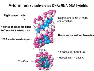 A-form helix: dehydrated DNA; RNA-DNA hybrids

   Right handed helix
                                           •Sugars are in the 3’ endo
                                           conformation.

• planes of bases are tilted
20 ° relative the helix axis.
                                           •Bases are the anti conformation.
• 2.3 A rise between base pairs



                                  25.5 A
                                           •11 bases per helix turn

                                           • Helical pitch = 25.3 A
                 Top View
 