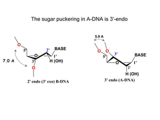 The sugar puckering in A-DNA is 3’-endo


                                           5.9 A

        O
            5'             2'     BASE
                                            O     O
                    O                                  3'          BASE
                                  1'            5'
7.0 A              3'           H (OH)                             1'
                                                        O
                   O                                          2'
                                                              H (OH)
                 2' endo (3' exo) B-DNA            3' endo (A-DNA)
 