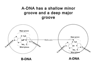 A-DNA has a shallow minor
                                       groove and a deep major
                                               groove


                                    Major groove


                            N        O H2N
                                                                                                                      Major groove


                  os
                       eN             NH•   N
                                                   N To d
                                                                      Helix axis                                         •
                                                                                                                       O H2N
                ib              N                        eo                                                   N
              yr                                           xy
         e ox                         NH2   O                rib
                                                                os
     d                                                            e                                   e   N             NH    N
To                                  Minor groove                                                   os                                N To d
                                                                                                 ib               N                         eo
                                                                                              yr                                               xy
                                                                                           ox                           NH2   O                  rib
                                                                                        de                                                             os
                                                                                                                                                         e
                                                                                   To                                 Minor groove




                                     B-DNA                                                                        A-DNA
 