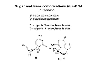 Sugar and base conformations in Z-DNA
             alternate:
              5’-GCGCGCGCGCGCG
              3’-CGCGCGCGCGCGC

              C: sugar is 2’-endo, base is anti
              G: sugar is 3’-endo, base is syn

                        NH2
                                                       O

                                 N               HN

                                          H2N                   N
   HO
                        N            O
        5'         2'                              N
                                         HO HO
              O             1'                   3'        N
                                            5'
             3'         H
                                                  O        1'
             HO

                  C                              G     H
 