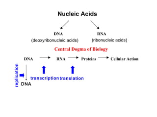 Nucleic Acids


                             DNA                        RNA
                  (deoxyribonucleic acids)        (ribonucleic acids)

                             Central Dogma of Biology

               DNA            RNA            Proteins         Cellular Action
replication




                 transcription translation
              DNA
 