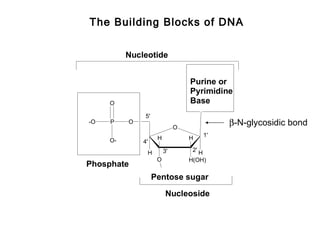 The Building Blocks of DNA


          Nucleotide


                                  Purine or
                                  Pyrimidine
     O                            Base
               5'
-O   P    O
                              O
                                               β-N-glycosidic bond
                                          1'
     O-              H            H
              4'
               H         3'        2' H
                     O            H(OH)
Phosphate
                    Pentose sugar
                          Nucleoside
 