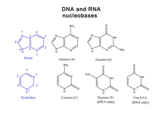 DNA and RNA
                                        nucleobases
                                               NH2                         O

        7                 6
         N        5           1   N                            N
                              N                      N                           NH
8

                  4           2   N                            N
        9N                N                    N               H
                                                                           N            NH2
         H                        H
                          3
             Purine                   Adenine (A)                  Guanine (G)
                                         NH2                                                  O
                                                                       O
              4
                          3                              H3C
    5                 N                        N                                                   NH
                                                                               NH

    6                     2
              N1                         N           O                                        N            O
                                         H                             N            O
              H                                                        H                      H

        Pyrimidine                     Cytosine (C)                 Thymine (T)               Uracil (U)
                                                                    (DNA only)                (RNA only)
 