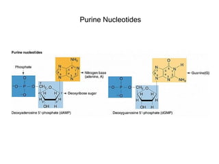 Purine Nucleotides
 