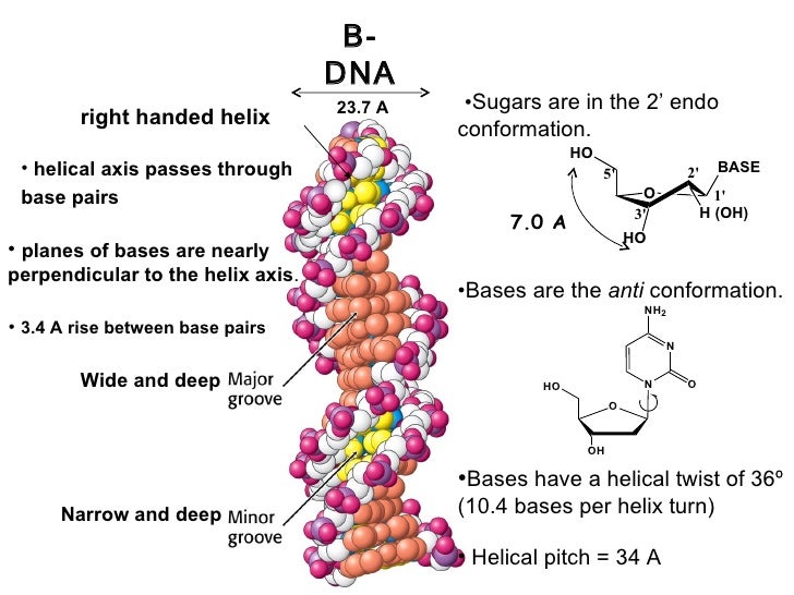 Dna and rna