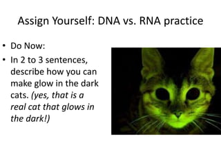 Assign Yourself: DNA vs. RNA practice
• Do Now:
• In 2 to 3 sentences,
describe how you can
make glow in the dark
cats. (yes, that is a
real cat that glows in
the dark!)
 