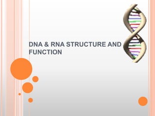 DNA & RNA STRUCTURE AND
FUNCTION
 