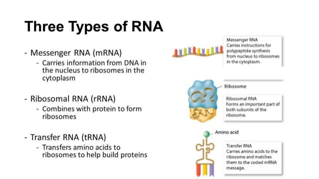 Types Of Rna Chart