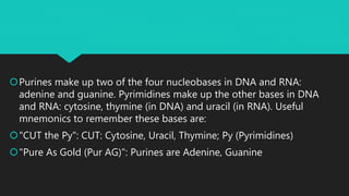 Purines make up two of the four nucleobases in DNA and RNA:
adenine and guanine. Pyrimidines make up the other bases in DNA
and RNA: cytosine, thymine (in DNA) and uracil (in RNA). Useful
mnemonics to remember these bases are:
"CUT the Py": CUT: Cytosine, Uracil, Thymine; Py (Pyrimidines)
"Pure As Gold (Pur AG)": Purines are Adenine, Guanine
 