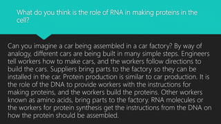 What do you think is the role of RNA in making proteins in the
cell?
Can you imagine a car being assembled in a car factory? By way of
analogy, different cars are being built in many simple steps. Engineers
tell workers how to make cars, and the workers follow directions to
build the cars. Suppliers bring parts to the factory so they can be
installed in the car. Protein production is similar to car production. It is
the role of the DNA to provide workers with the instructions for
making proteins, and the workers build the proteins. Other workers
known as amino acids, bring parts to the factory. RNA molecules or
the workers for protein synthesis get the instructions from the DNA on
how the protein should be assembled.
 