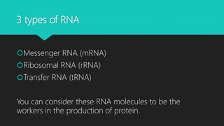 3 types of RNA
Messenger RNA (mRNA)
Ribosomal RNA (rRNA)
Transfer RNA (tRNA)
You can consider these RNA molecules to be the
workers in the production of protein.
 