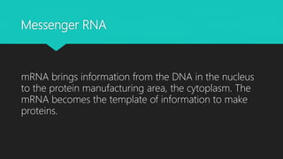Messenger RNA
mRNA brings information from the DNA in the nucleus
to the protein manufacturing area, the cytoplasm. The
mRNA becomes the template of information to make
proteins.
 