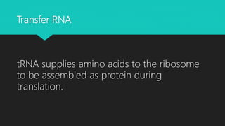 Transfer RNA
tRNA supplies amino acids to the ribosome
to be assembled as protein during
translation.
 
