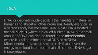 DNA
DNA, or deoxyribonucleic acid, is the hereditary material in
humans and almost all other organisms. Nearly every cell in
a person’s body has the same DNA. Most DNA is located in
the cell nucleus (where it is called nuclear DNA), but a small
amount of DNA can also be found in the mitochondria
(where it is called mitochondrial DNA or mtDNA).
Mitochondria are structures within cells that convert the
energy from food into a form that cells can use. DNA sugar
is deoxyribose.
 