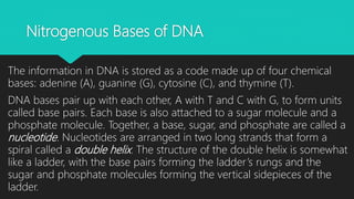 Nitrogenous Bases of DNA
The information in DNA is stored as a code made up of four chemical
bases: adenine (A), guanine (G), cytosine (C), and thymine (T).
DNA bases pair up with each other, A with T and C with G, to form units
called base pairs. Each base is also attached to a sugar molecule and a
phosphate molecule. Together, a base, sugar, and phosphate are called a
nucleotide. Nucleotides are arranged in two long strands that form a
spiral called a double helix. The structure of the double helix is somewhat
like a ladder, with the base pairs forming the ladder’s rungs and the
sugar and phosphate molecules forming the vertical sidepieces of the
ladder.
 