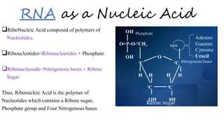 Dna and rna | PPTX