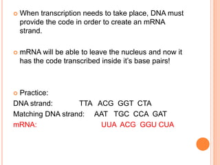 dna and rna.ppt