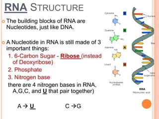 dna and rna.ppt