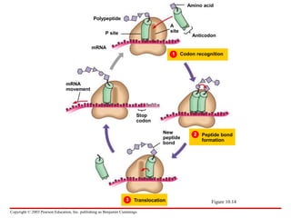 dna and rna.ppt