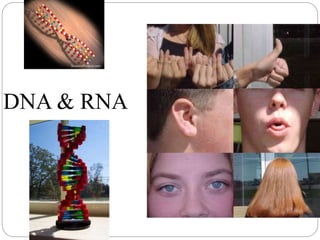 DNA & RNA
 