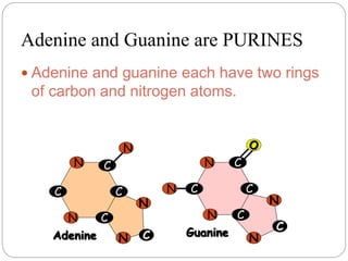 Adenine and Guanine are PURINES
 Adenine and guanine each have two rings
of carbon and nitrogen atoms.
C
C
C
C
N
N
N
Adenine N
N
C
C
C
C
C
N
N
O
N
Guanine N
N
C
 