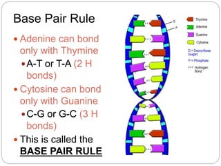Base Pair Rule
 Adenine can bond
only with Thymine
A-T or T-A (2 H
bonds)
 Cytosine can bond
only with Guanine
C-G or G-C (3 H
bonds)
 This is called the
BASE PAIR RULE
 