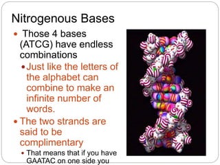 Nitrogenous Bases
 Those 4 bases
(ATCG) have endless
combinations
Just like the letters of
the alphabet can
combine to make an
infinite number of
words.
 The two strands are
said to be
complimentary
 That means that if you have
GAATAC on one side you
 