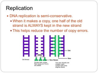 Replication
 DNA replication is semi-conservative.
 When it makes a copy, one half of the old
strand is ALWAYS kept in the new strand
 This helps reduce the number of copy errors.
 