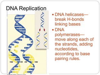 DNA Replication
 DNA helicases—
break H-bonds
linking bases
 DNA
polymerases—
move along each of
the strands, adding
nucleotides,
according to base
pairing rules.
 