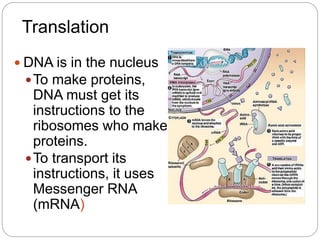 Translation
 DNA is in the nucleus
To make proteins,
DNA must get its
instructions to the
ribosomes who make
proteins.
To transport its
instructions, it uses
Messenger RNA
(mRNA)
 