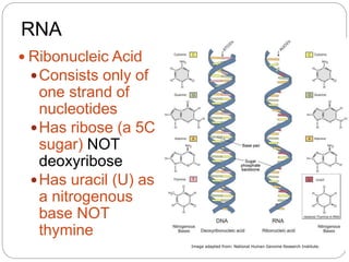 RNA
 Ribonucleic Acid
Consists only of
one strand of
nucleotides
Has ribose (a 5C
sugar) NOT
deoxyribose
Has uracil (U) as
a nitrogenous
base NOT
thymine
 