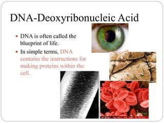DNA-Deoxyribonucleic Acid
 DNA is often called the
blueprint of life.
 In simple terms, DNA
contains the instructions for
making proteins within the
cell.
 
