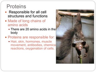 Proteins
 Responsible for all cell
structures and functions
 Made of long chains of
amino acids
 There are 20 amino acids in the
body
 Proteins are responsible for:
 Hair, skin, hormones, muscle
movement, antibodies, chemical
reactions, oxygenation of cells.
 