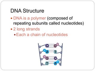 DNA Structure
 DNA is a polymer (composed of
repeating subunits called nucleotides)
 2 long strands
Each a chain of nucleotides
 