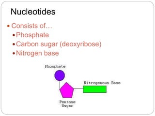 Nucleotides
 Consists of…
Phosphate
Carbon sugar (deoxyribose)
Nitrogen base
 