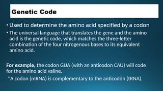 Valine Codon Differences between the structure of DNA and RNA | PPTX