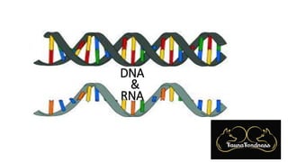 DNA
&
RNA
 